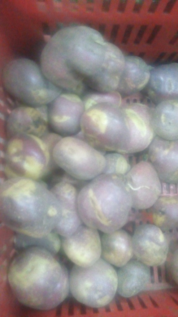 Papa sabanera gruesa