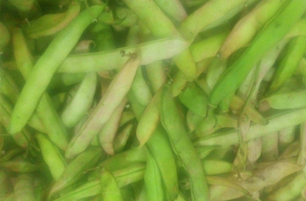 Fríjol en cascara