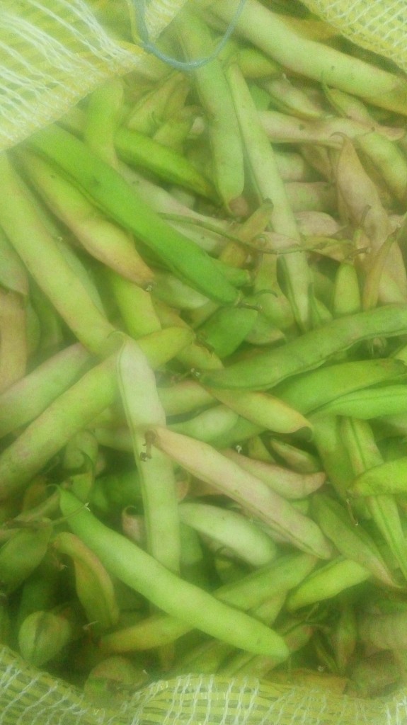 Fríjol en cascara