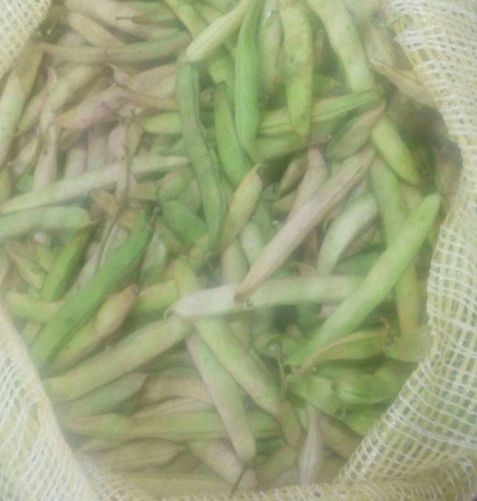 Frijol