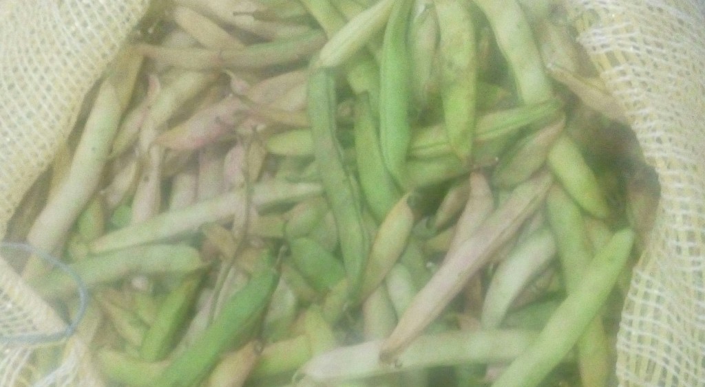 Fríjol en cascara