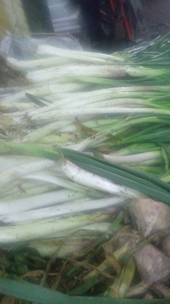 Cebolla larga