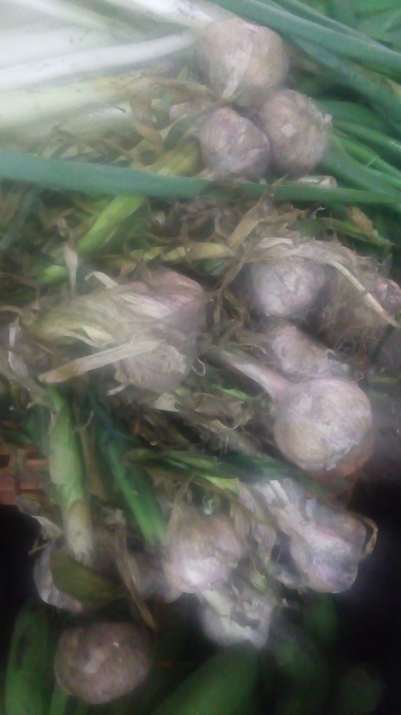 Ajo en rama