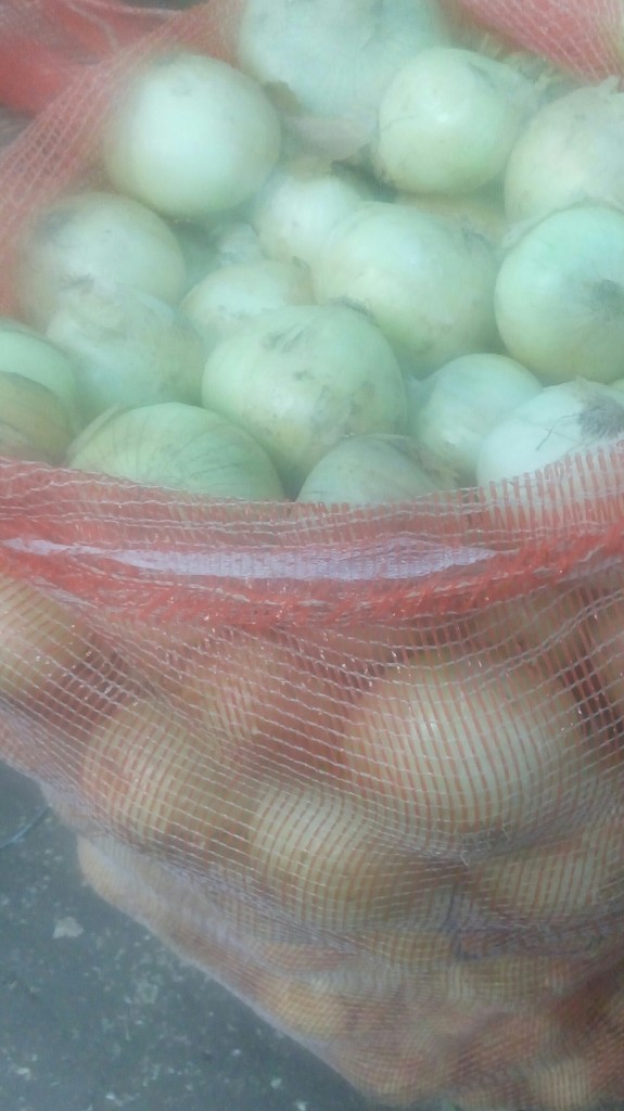 Cebolla cabezona gruesa