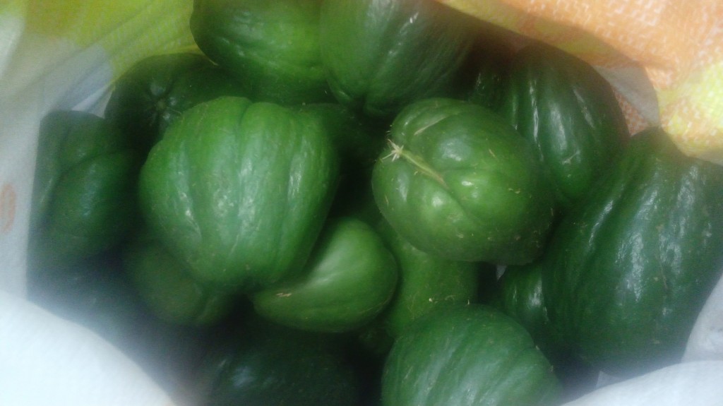Pepino cohombro