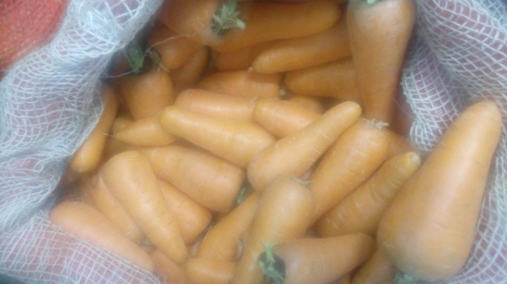 Zanahoria