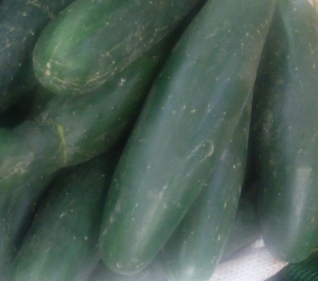 Pepino cohombro