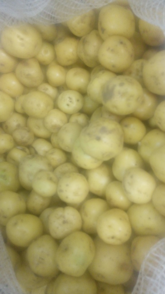 Papa criolla