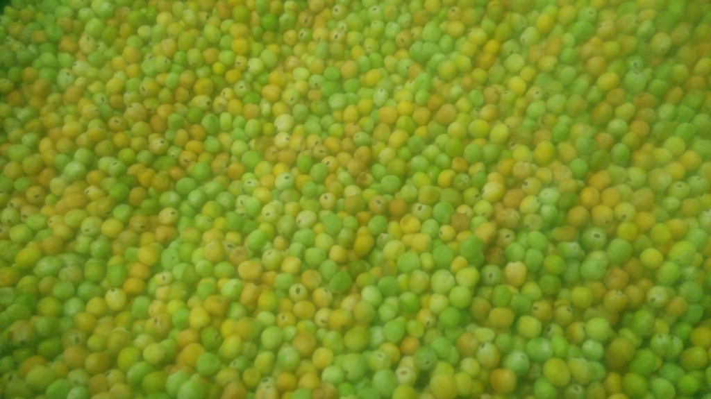 Arveja