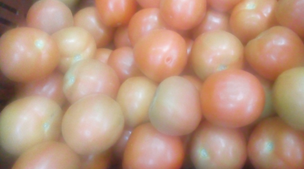 Tomate chonto selecto