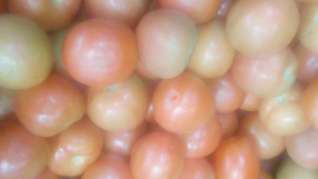 Tomate chonto parejo