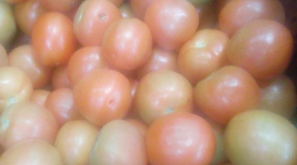 Tomate chonto selecto