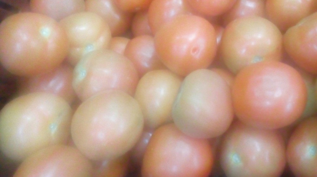 Tomate chonto parejo
