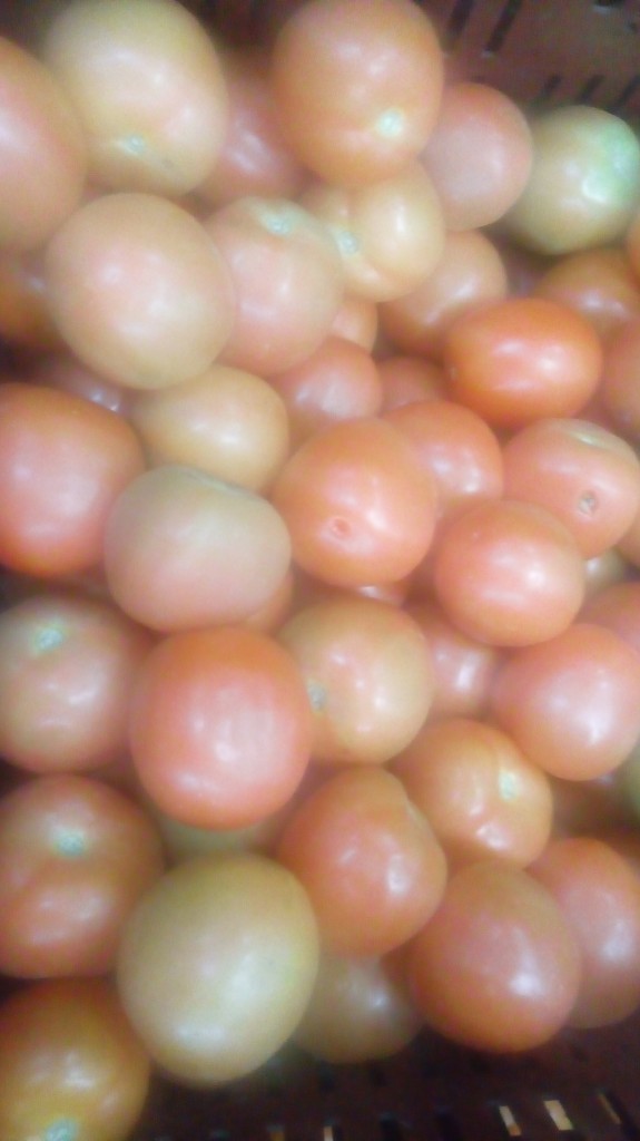 Tomate chonto selecto
