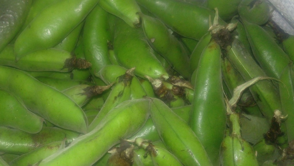 Abás en cascara