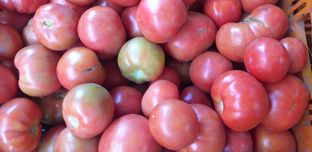 Tomate chonto extra