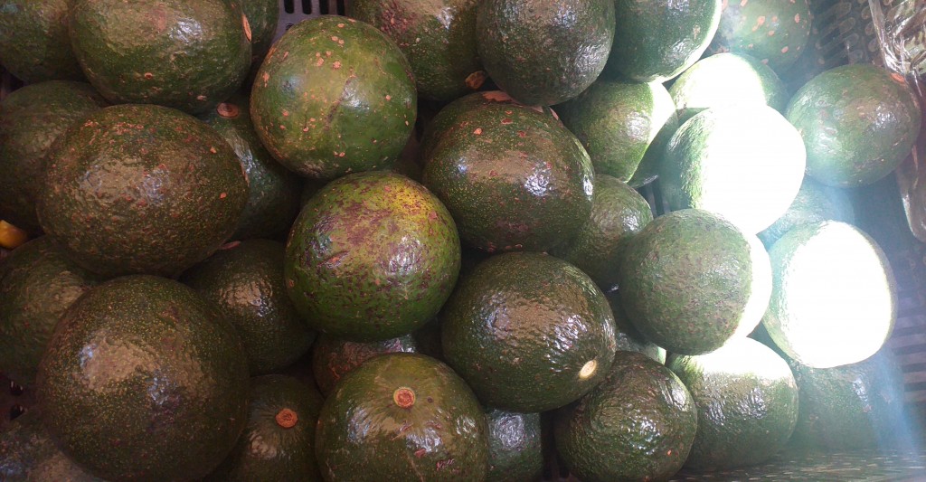 Aguacate reed