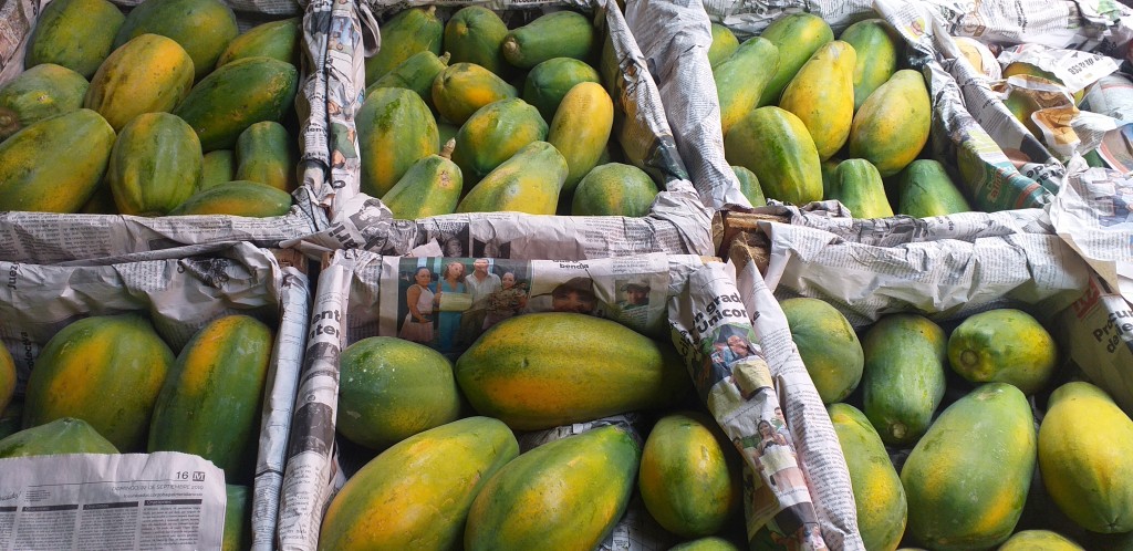 Papaya costeña/25kg