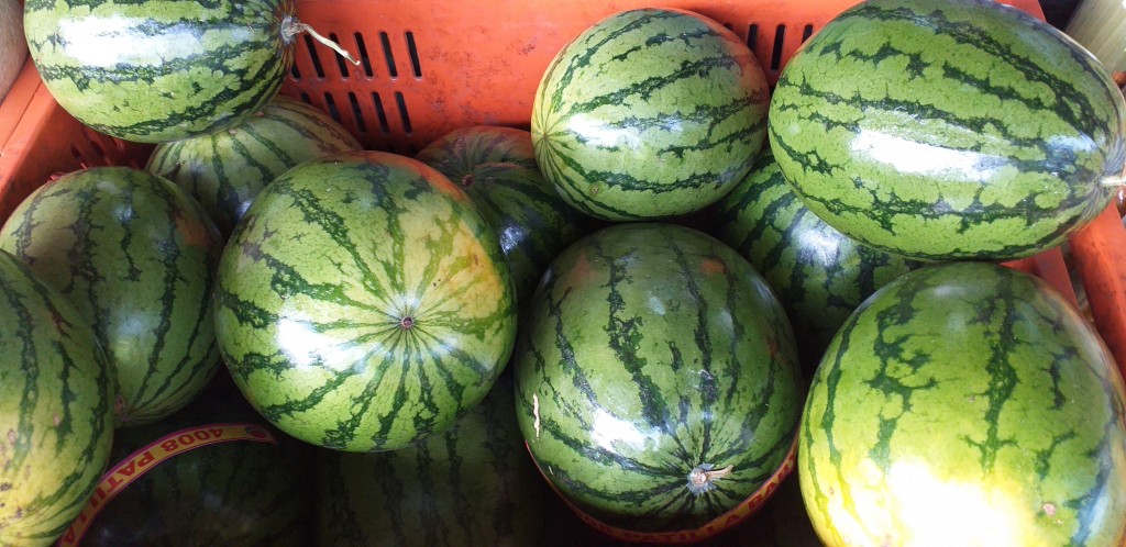 Sandia baby