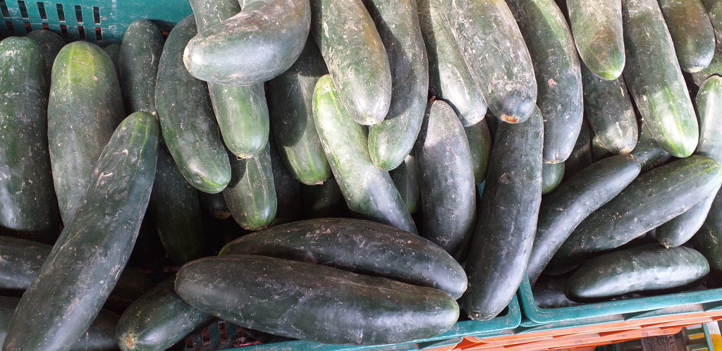 Pepino cohombro