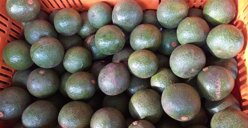 Aguacate reed