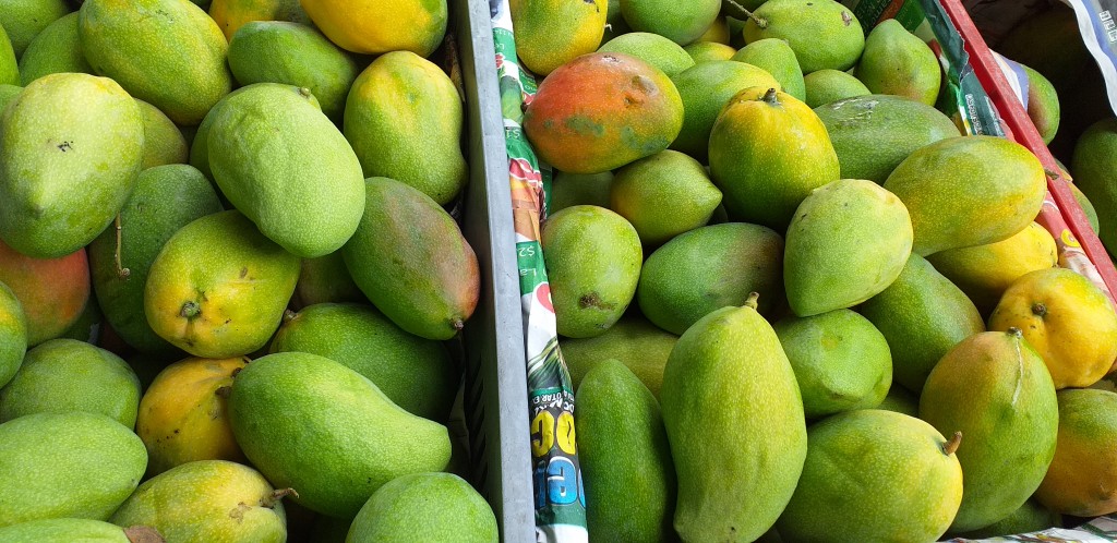 Mango yulima