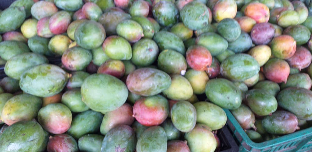 Mango farchi delgado