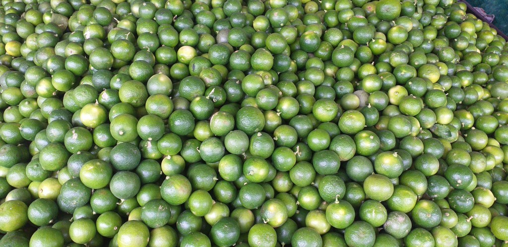 Limon criollo