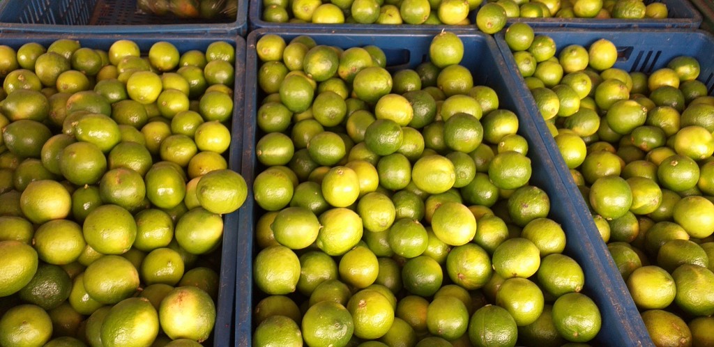 Limon tahiti grueso
