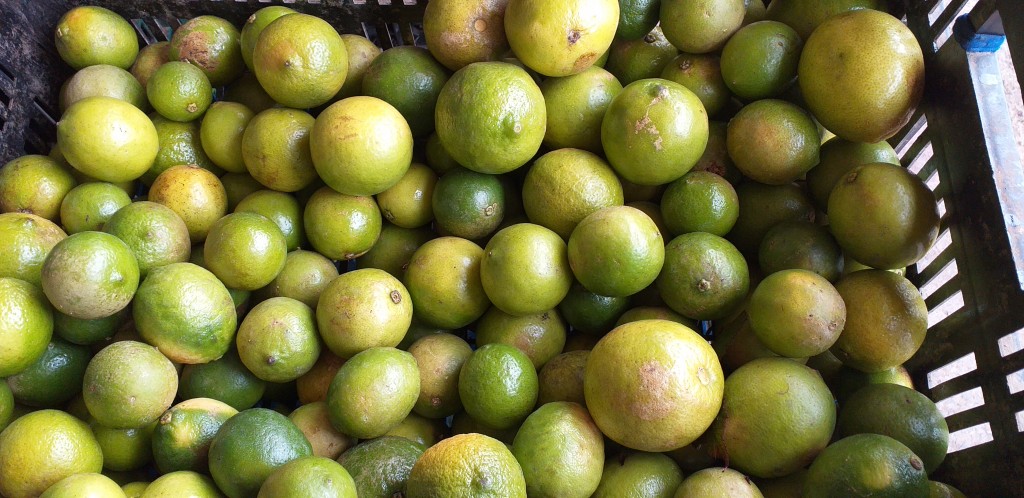 Limon tahiti pinton