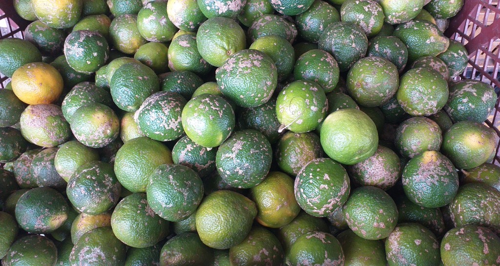 Limon mandarino