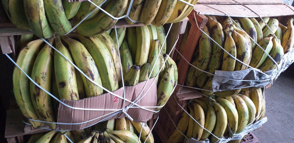 Platano maduro