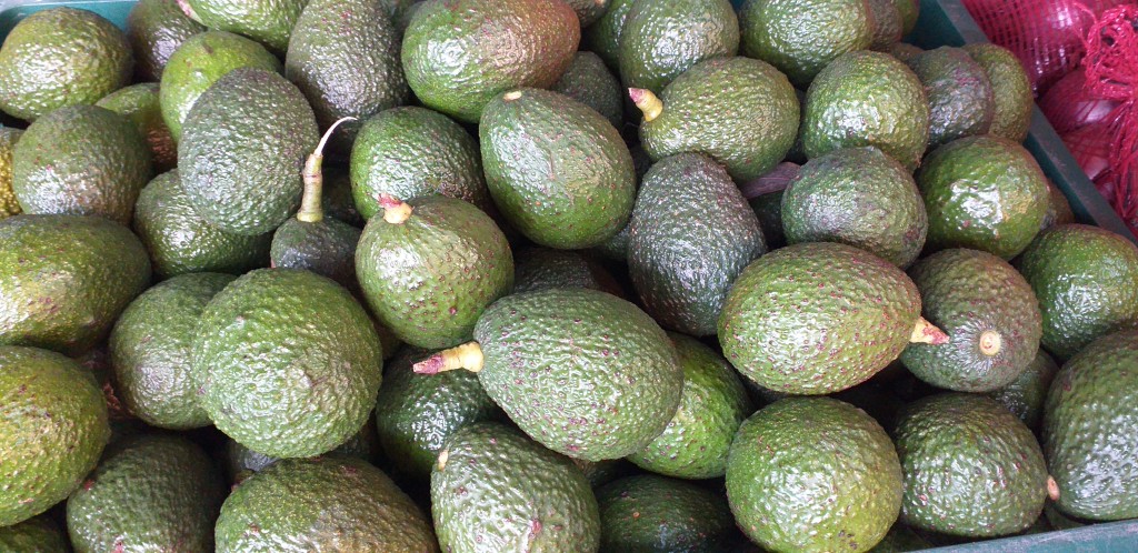 Aguacate hass