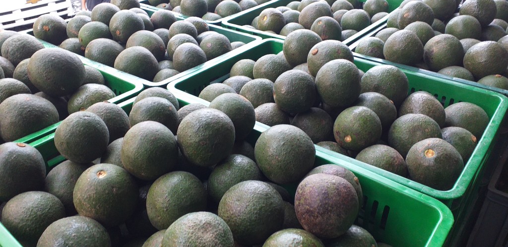 Aguacate reed verde