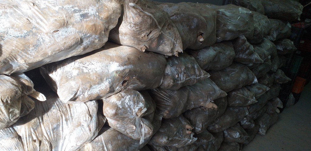 Yuca playera/28kg