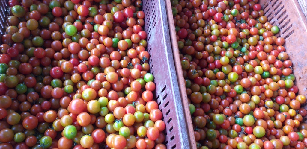 Tomate cherry