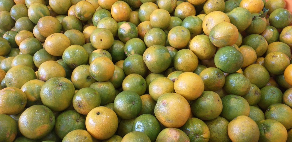 Naranja valencia 2da