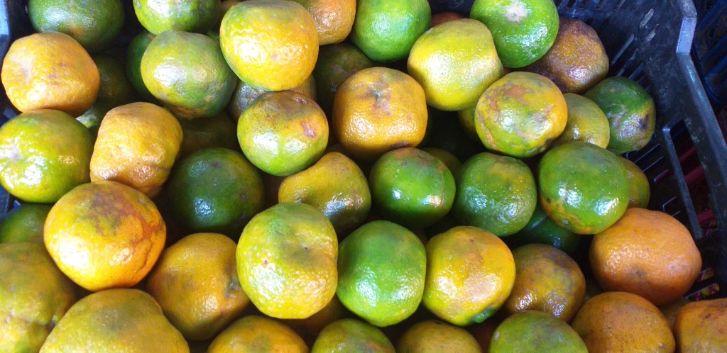 Mandarina oneco 2da