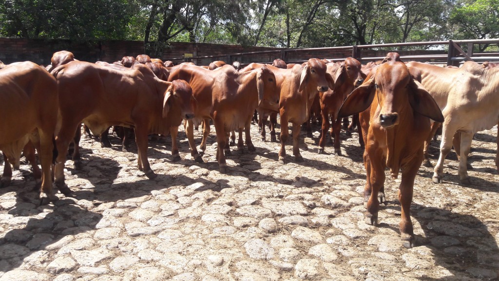 Machos de levante Brahman Rojo