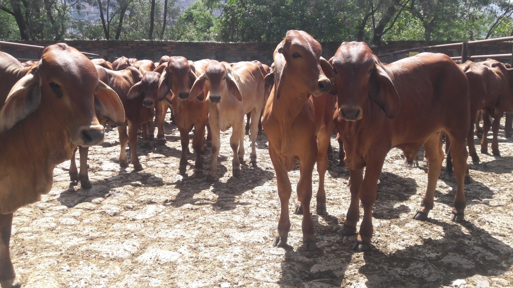 Toretes Extras  Brahman Rojo