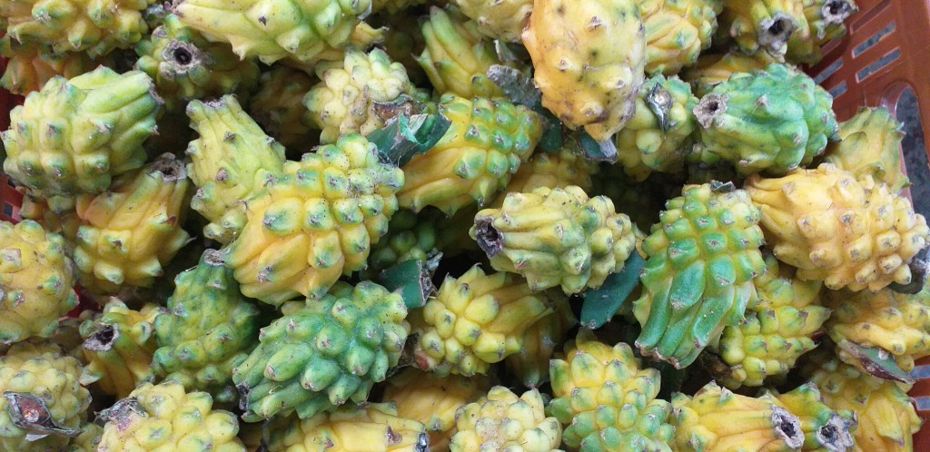 Pitahaya