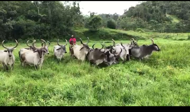 Vacas Guzerat preñadas