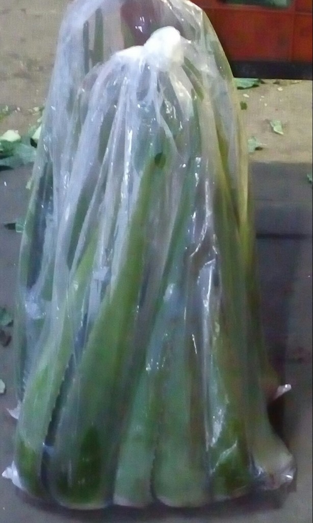 Coliflores