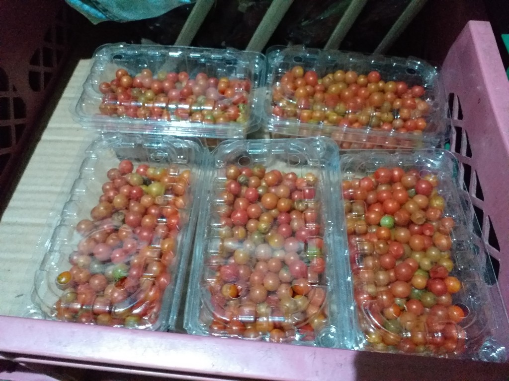 Tomate perla