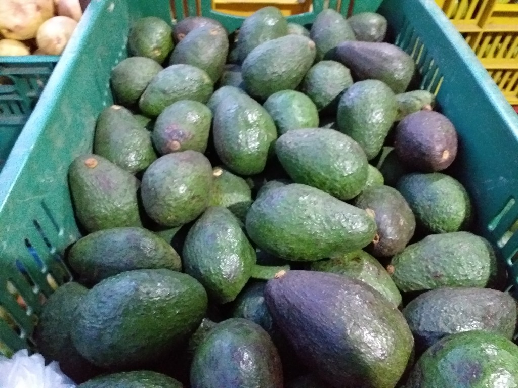 Aguacate hass