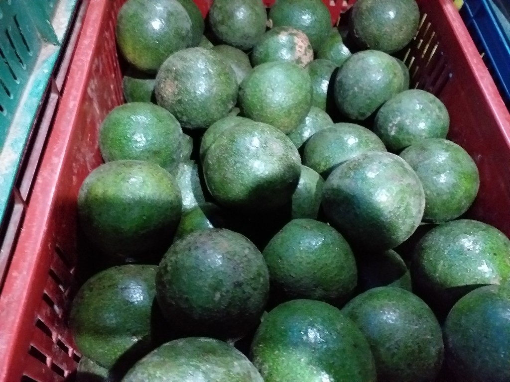 Aguacate reeds