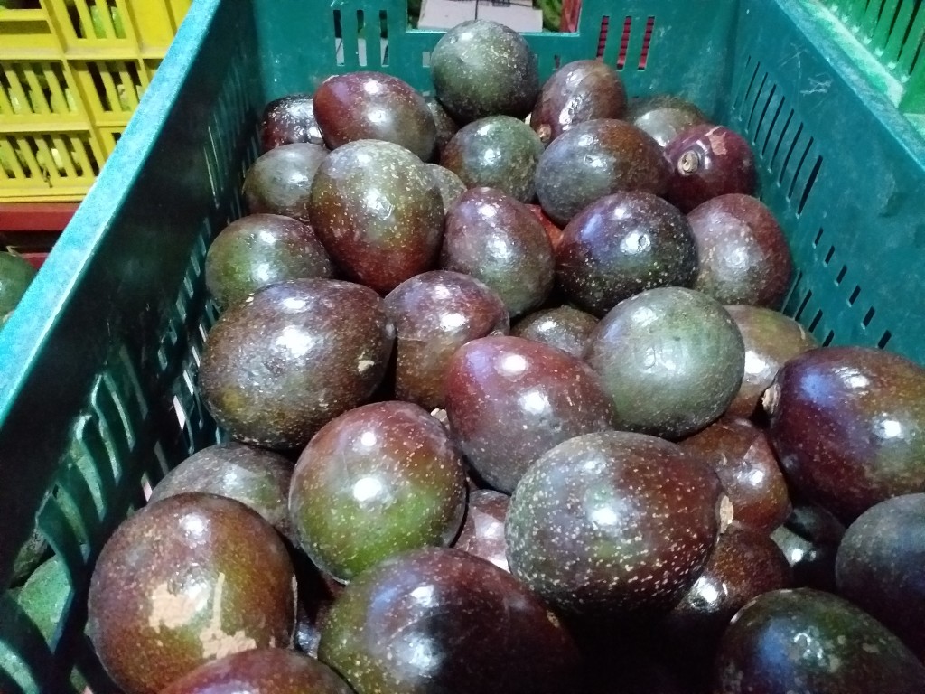 Aguacate collin