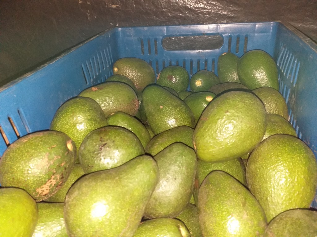 Aguacate fuerte