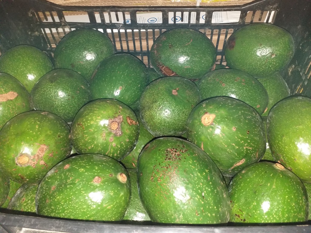 Aguacate choquette