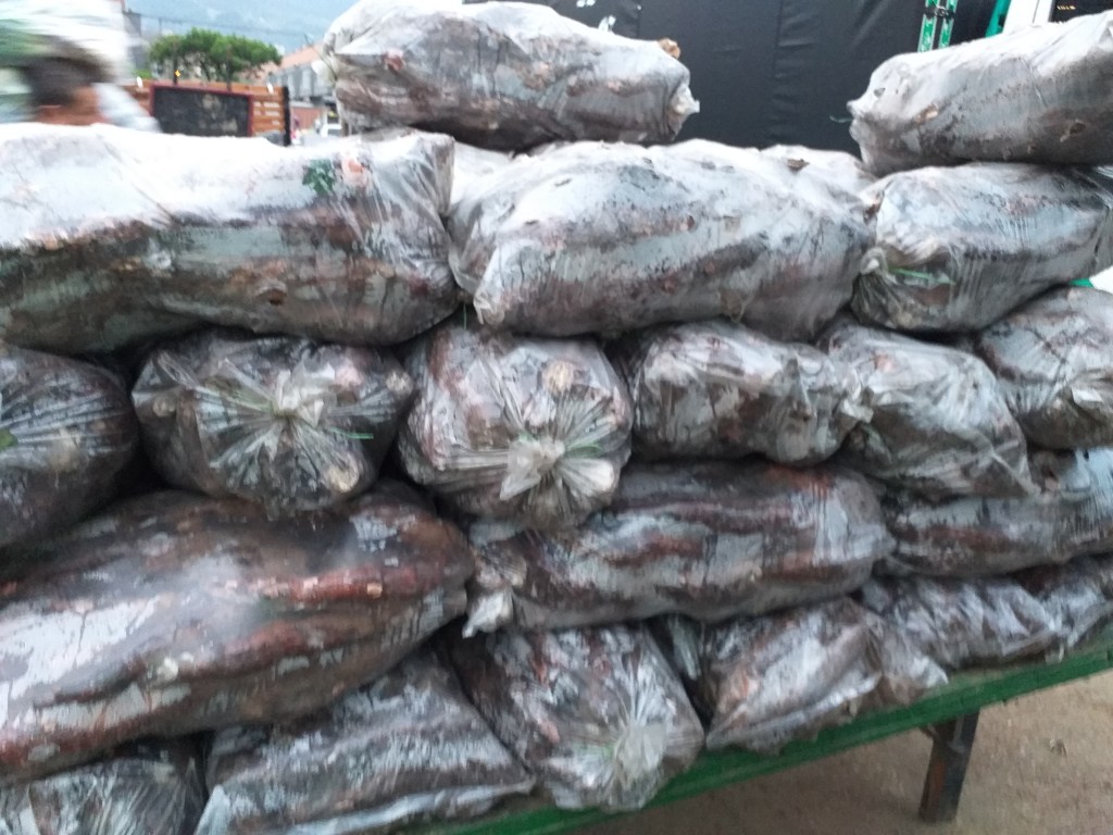 Yuca ref negrita